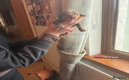 Miniature Dachshund dogs for sale: Miniature dachshunds smooth hair puppy’s  - Image 14