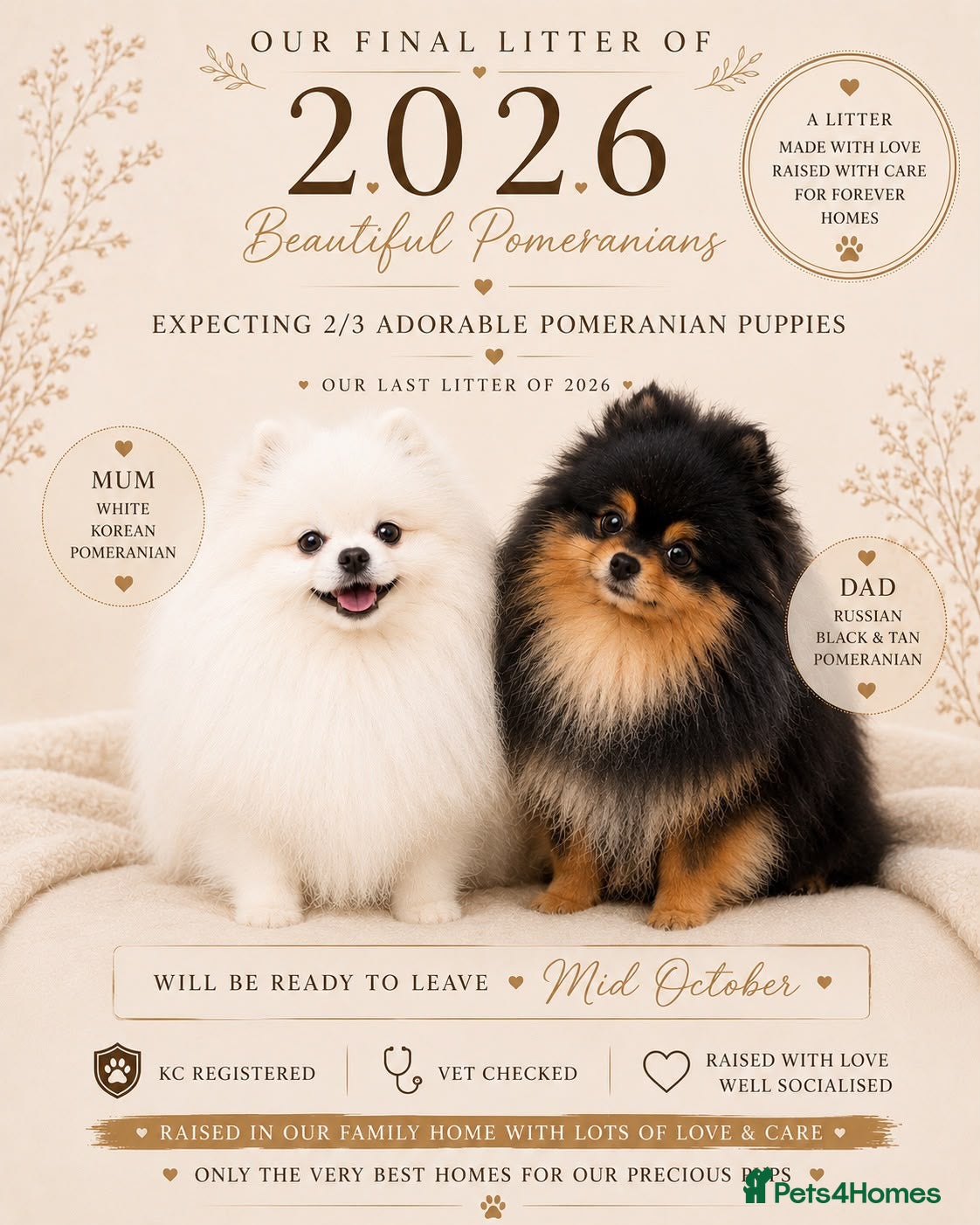 Pomeranian dogs Waitlist open for KC pomeranians - Advert 20