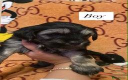 Bichon Frise dogs for sale:  ** s for  **  from your family  - Image 7