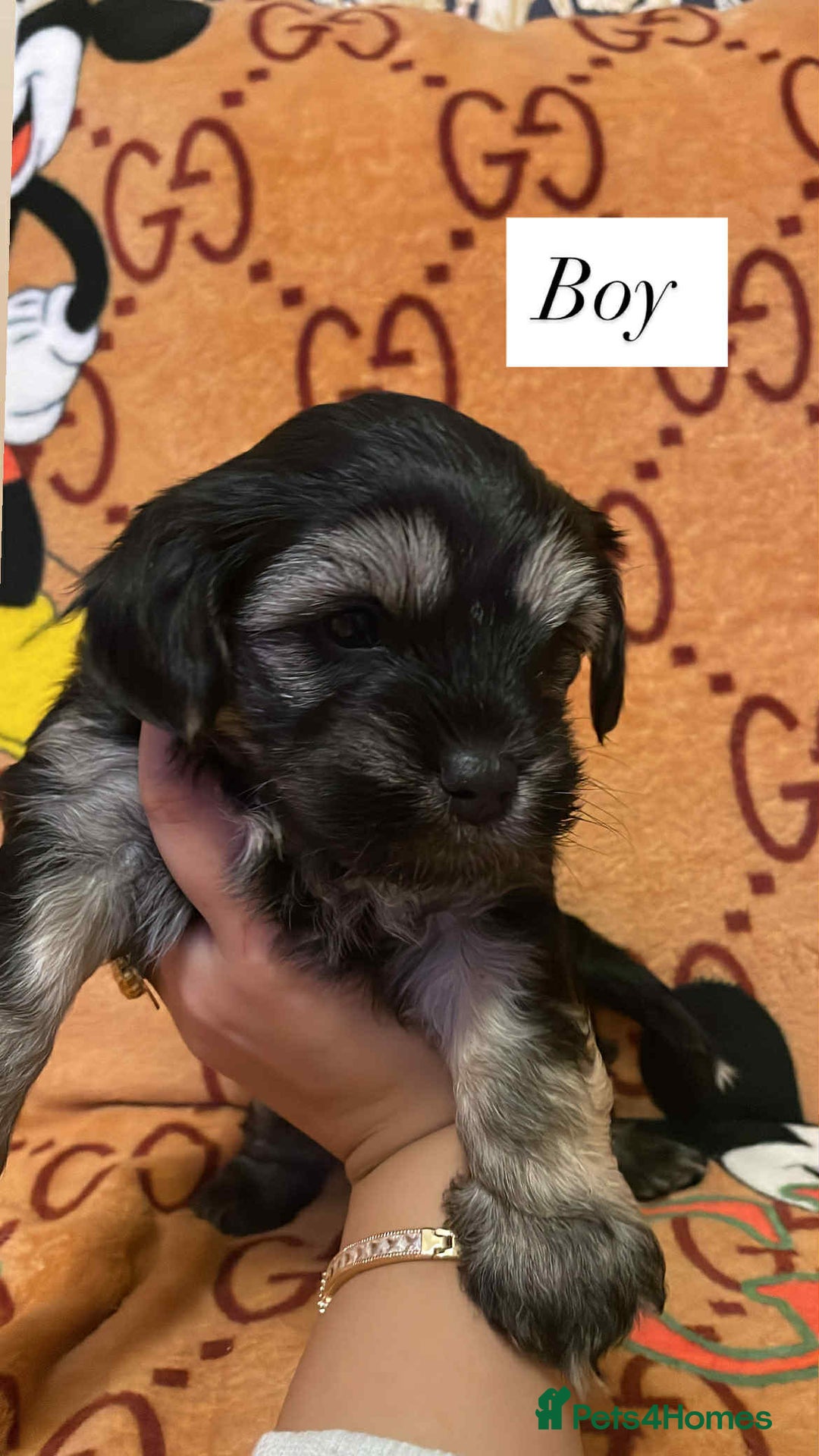 Bichon Frise dogs for sale:  ** s for  **  from your family  - Image 7