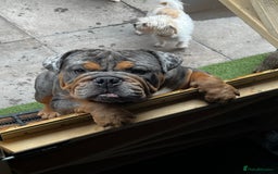 English Bulldog dogs for sale: Blue tan Merle 5 years old English billdog - Image 2
