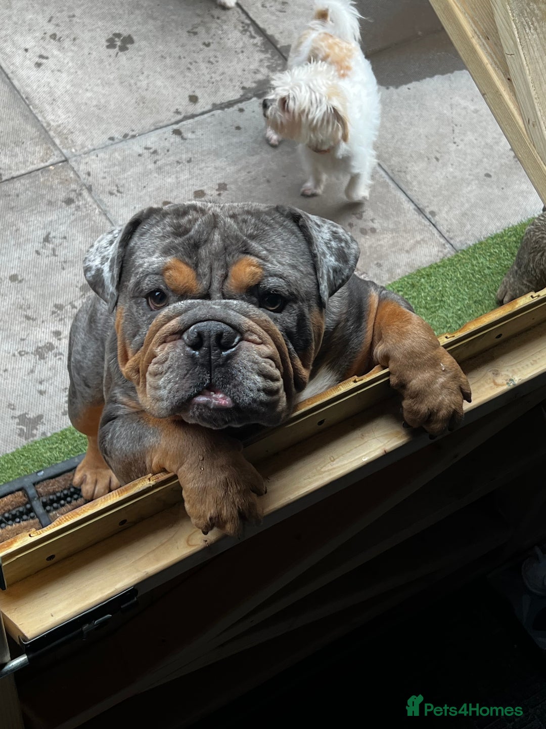 English Bulldog dogs for sale: Blue tan Merle 5 years old English billdog - Image 2