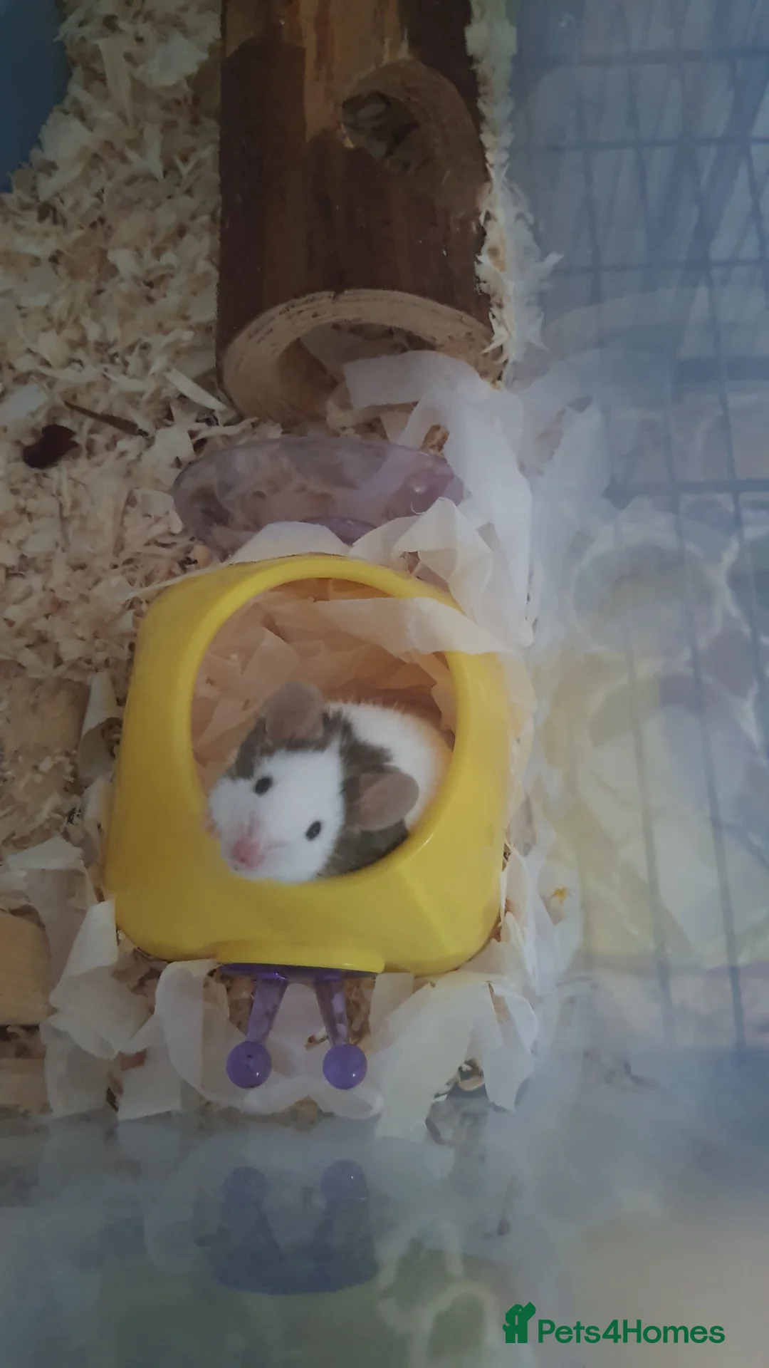 Mouse rodents for sale: Male mouse and cage for sale  - Advert 1