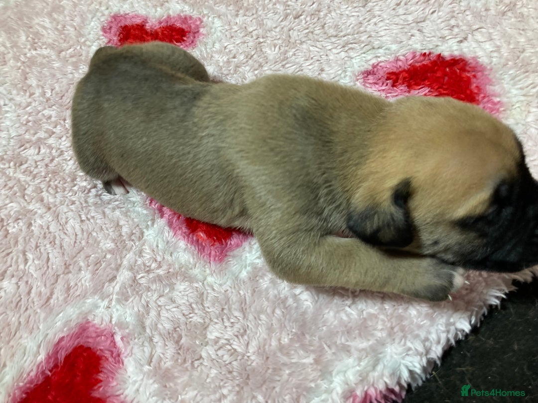 Mixed Breed dogs for sale: Presa Canario x Boerboel Puppies in Bromley - Image 24