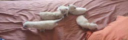 Ragdoll cats for sale: 5 purebred ragdoll kittens for sale in Cardiff - Advert 3