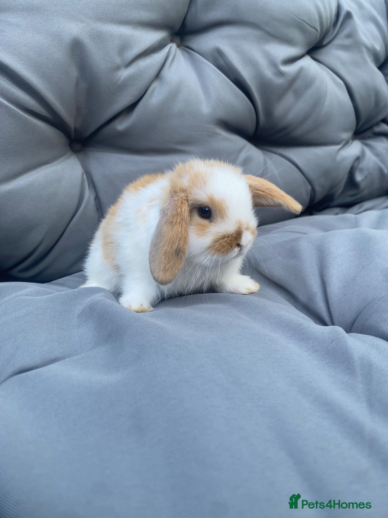 Mini Lop rabbits MINI LOP BUNNIES  - Advert 2