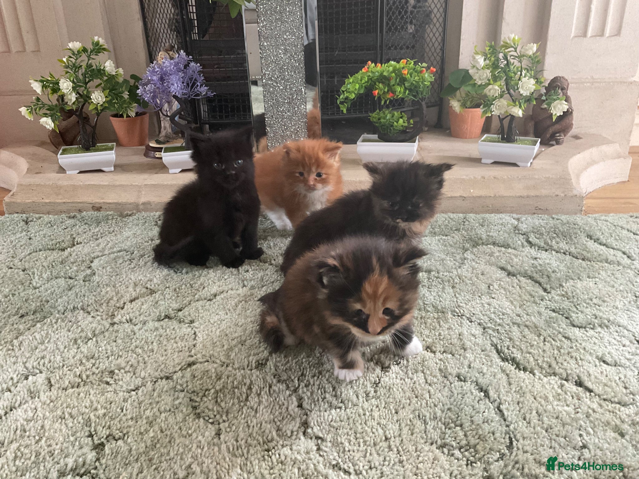 Maine Coon cats Maine Coon Kittens - Advert 12