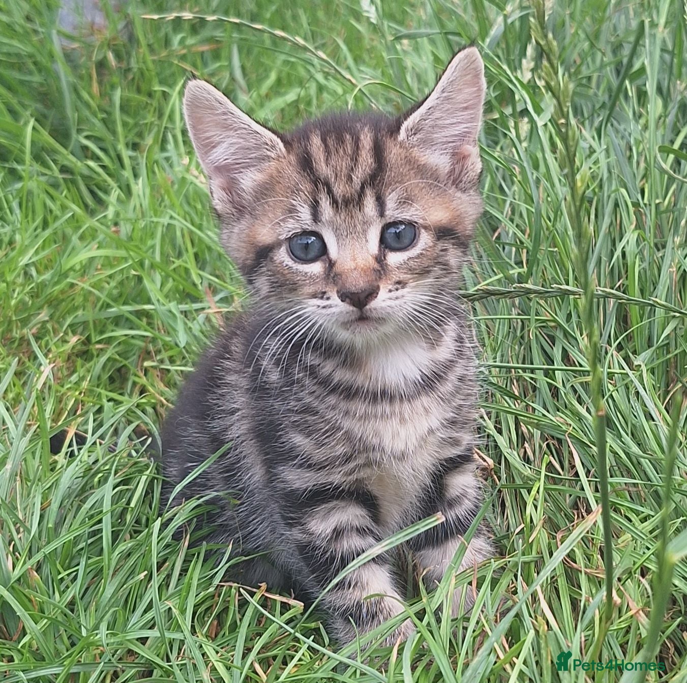 Mixed Breed cats Beautiful kittens  - Advert 3