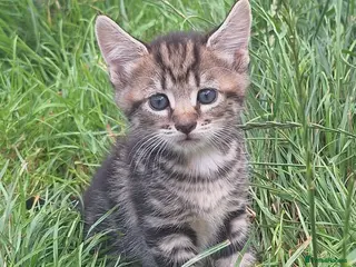Mixed Breed cats Beautiful kittens - Advert 3