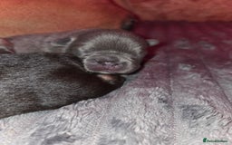 French Bulldog dogs for sale: 5 beautiful male french bulldog puppies  - Image 14