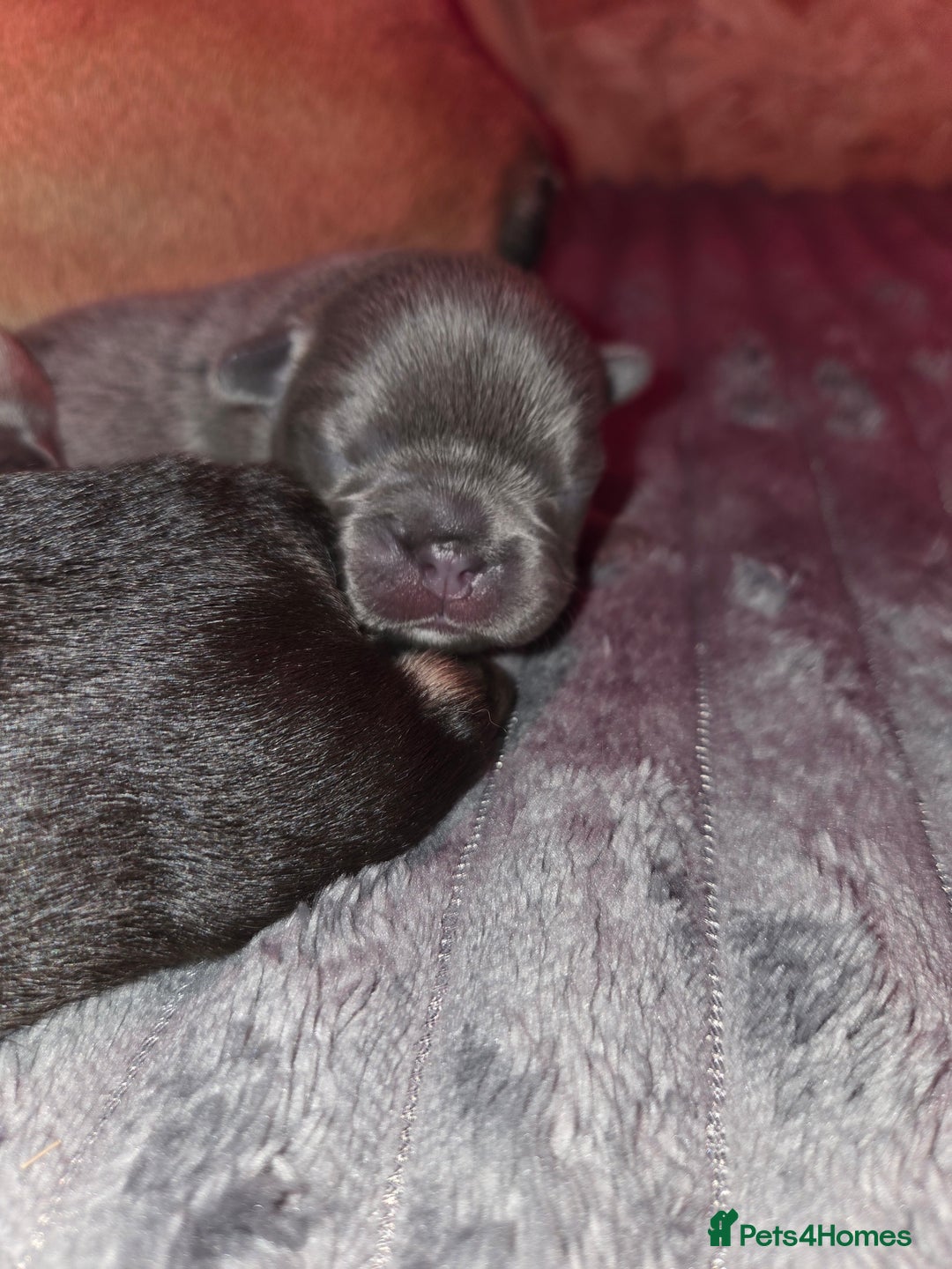 French Bulldog dogs for sale: 5 beautiful male french bulldog puppies  - Image 14