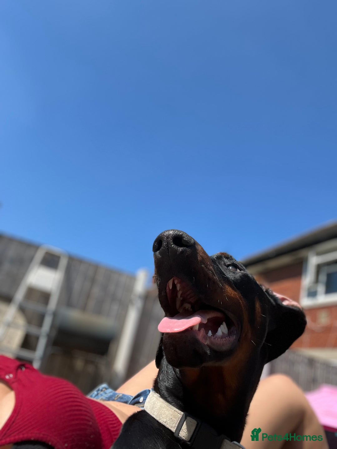 Dobermann dogs for sale: Loving, Cat-Free Home for Wonderful Doberman Girl - Advert 9