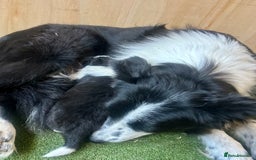 Border Collie dogs for sale: Traditional rough coated border collie puppy - Image 3