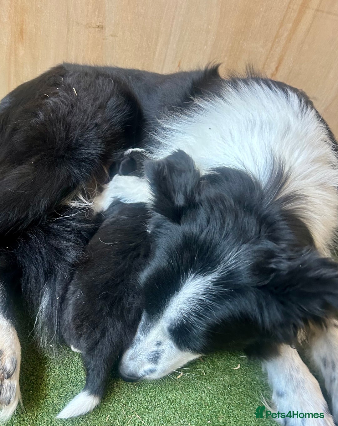 Border Collie dogs for sale: Traditional rough coated border collie puppy - Image 3