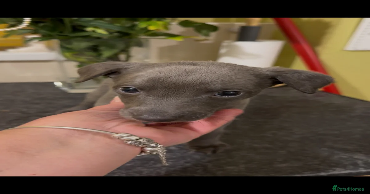 Purple dog Whippet Puppies for sale | Pets4Homes