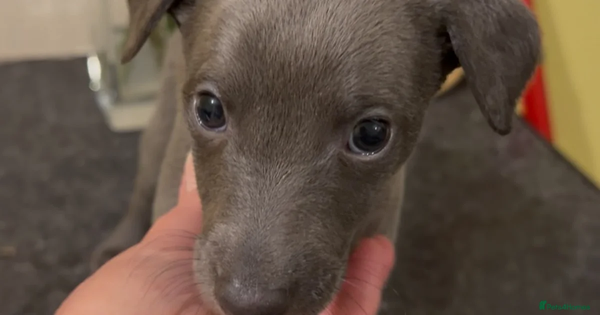 Engineered Breeding Purple dog Whippet Puppies for sale | Pets4Homes