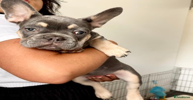 French Bulldog dogs in Greenhithe - Advert 15
