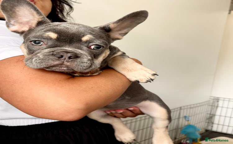 French Bulldog dogs in Greenhithe - Advert 4