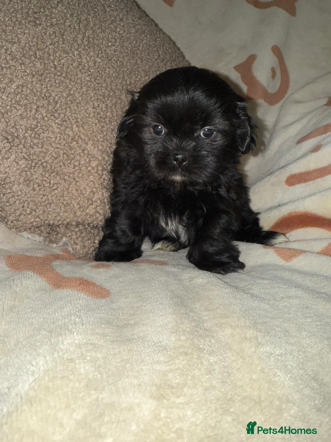 Shih Tzu dogs for sale: Stunning Black Shih Tzu Puppies - Advert 12