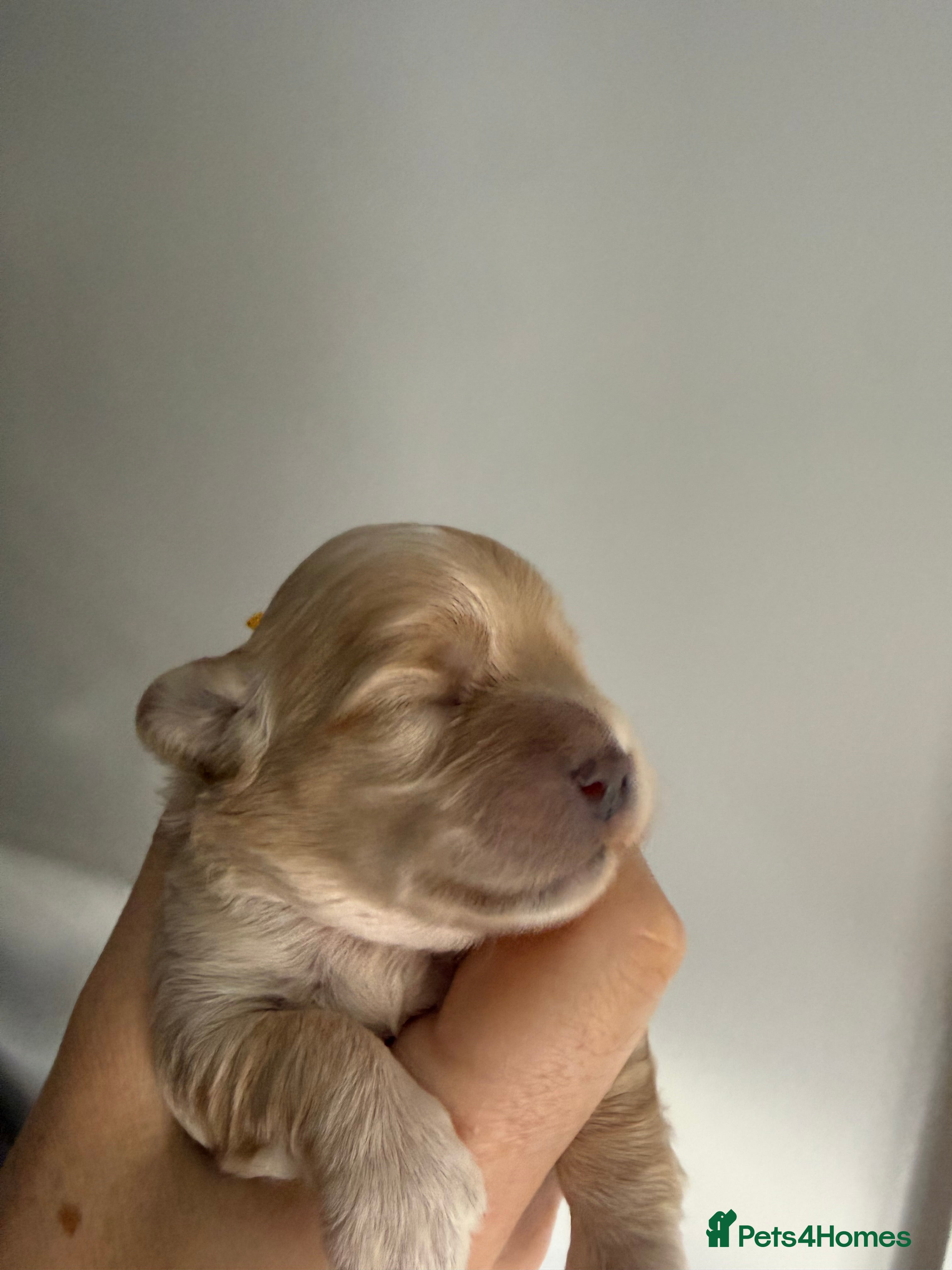 Maltipoo dogs Beautiful maltipoo puppies F1 - Advert 2
