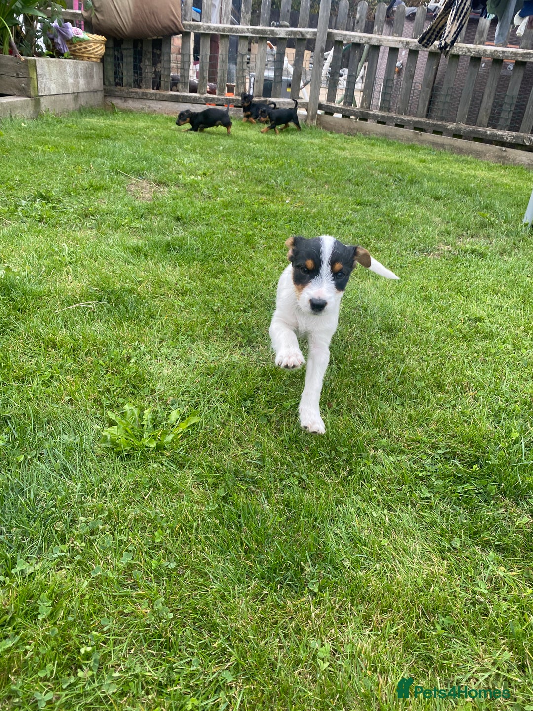 Jack Russell dogs for sale: Jack Russell terrier puppies - Image 4