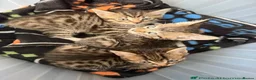 Mixed Breed cats for sale: Mixed kittens £50 - Advert 2