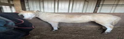 Welsh Section A horses for sale: Registered Welsh SectionA filly full WPCS pedigree - Advert 3