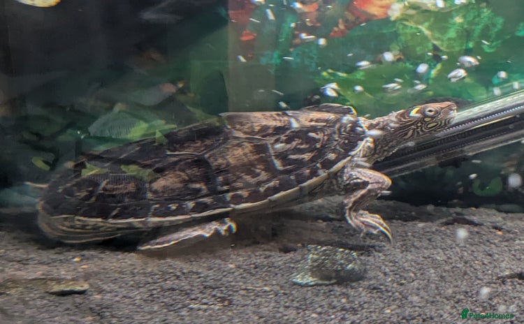 Turtle reptiles - Advert 1