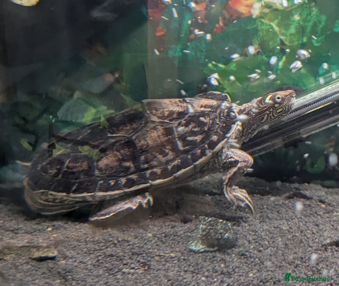 Turtle reptiles for sale: Map turtle and tank - Image 1