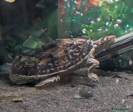Turtle reptiles - Advert 14