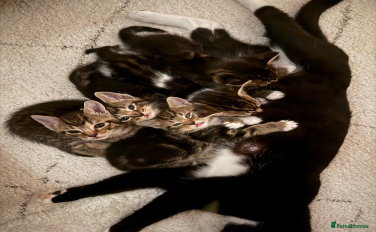 Mixed Breed cats - Advert 4