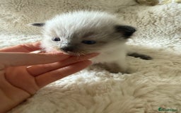 Ragdoll cats for sale: Beautiful litter of Ragdoll baby’s!  - Image 19