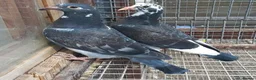 Pigeons birds for sale: Piegons in London - Advert 18