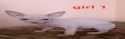 Sphynx cats for sale: Beautiful Sphynx kittens for sale in Leeds - Advert 4