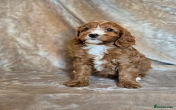 Cavapoo dogs for sale: Gorgeous Fox Red Cavapoo health tested parents  - Image 35