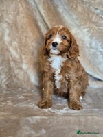 Cavapoo dogs - Advert 2