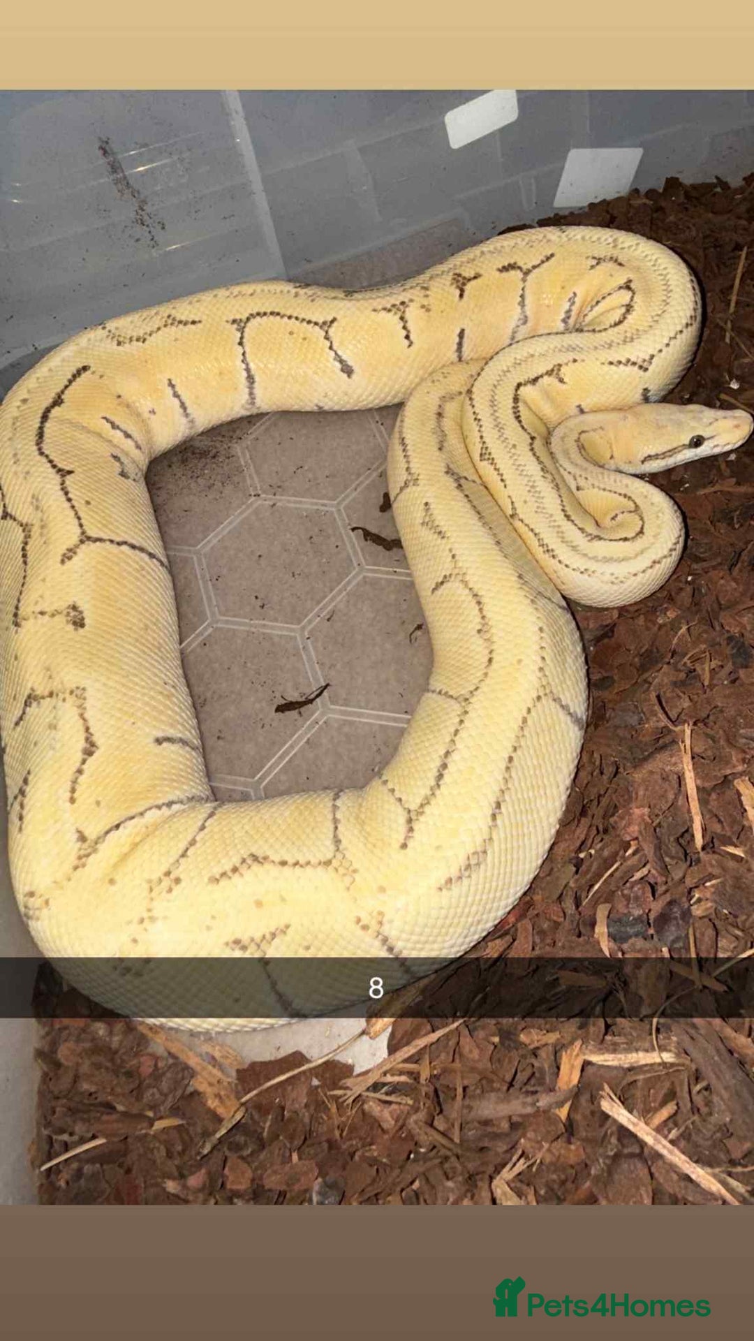 Snake reptiles for sale: Royal Python / Boa  - Image 8