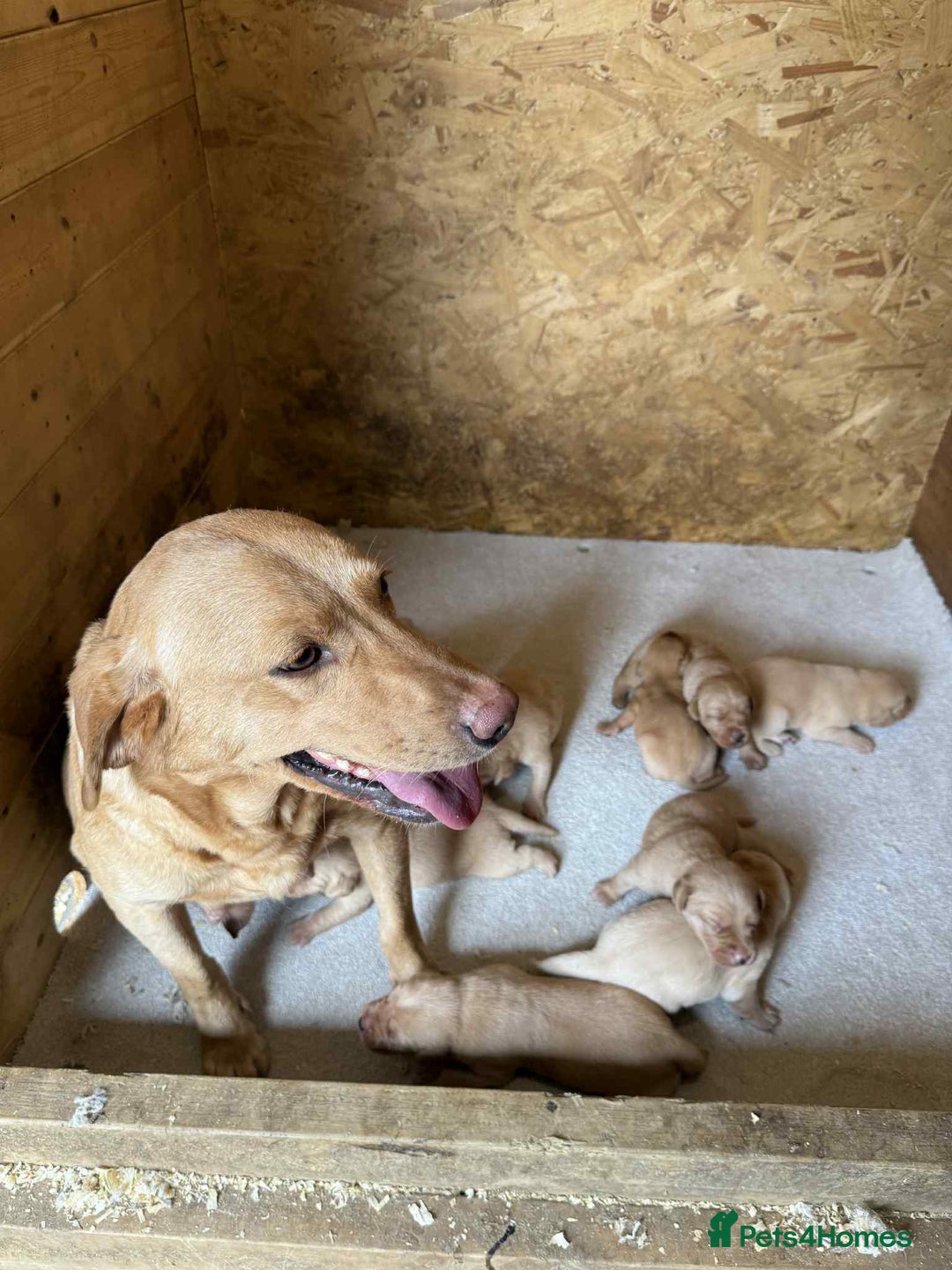 Labrador Retriever dogs for sale: KC Registered labradores ready to leave  - Image 19