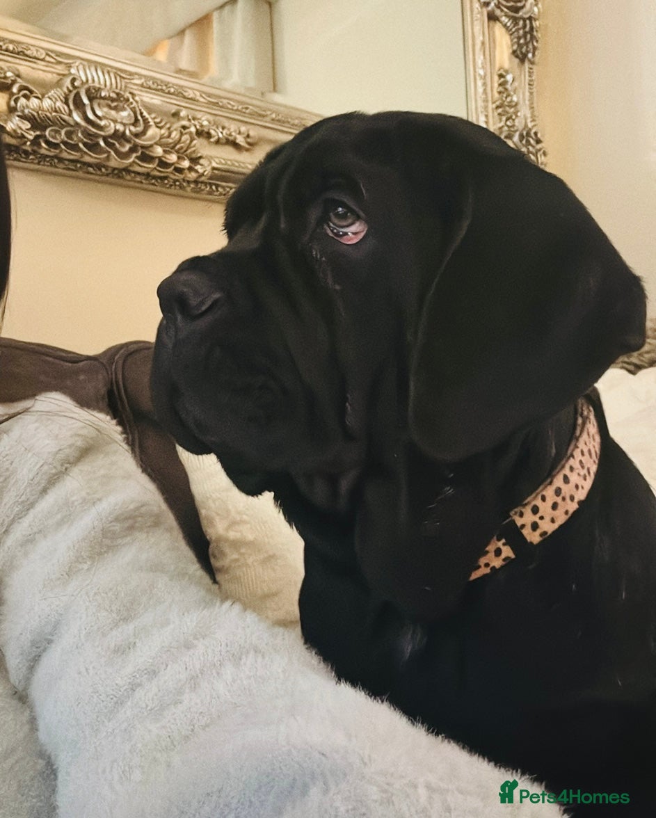 Mastiff dogs 2 Neapolitan mastiff puppies black girls  - Advert 2