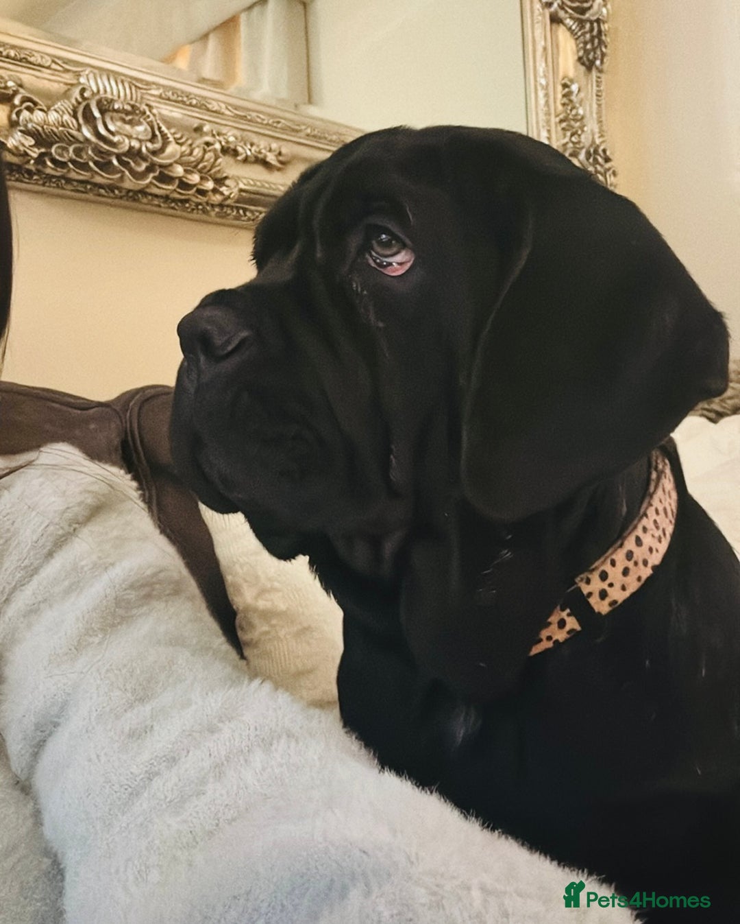 Mastiff dogs for sale: 2 Neapolitan mastiff puppies black girls  - Advert 1