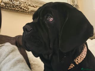 Mastiff dogs 2 Neapolitan mastiff puppies black girls - Advert 6