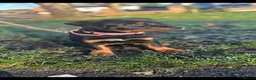 Rottweiler dogs for sale: Rehoming Rottweiler  - Advert 7