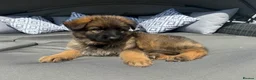 German Shepherd dogs for sale: 🐾 Beautiful kc German shepherd puppies🐾 - Advert 5