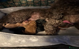 Mixed Breed dogs for sale: Mini/toy poodle puppies  - Image 1