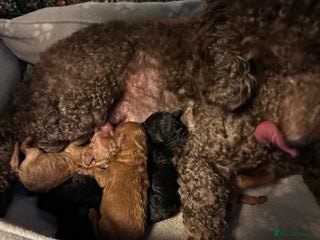 Mixed Breed dogs - Advert 8