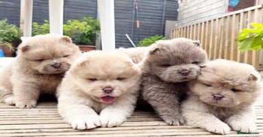 Chow Chow dogs - Advert 1