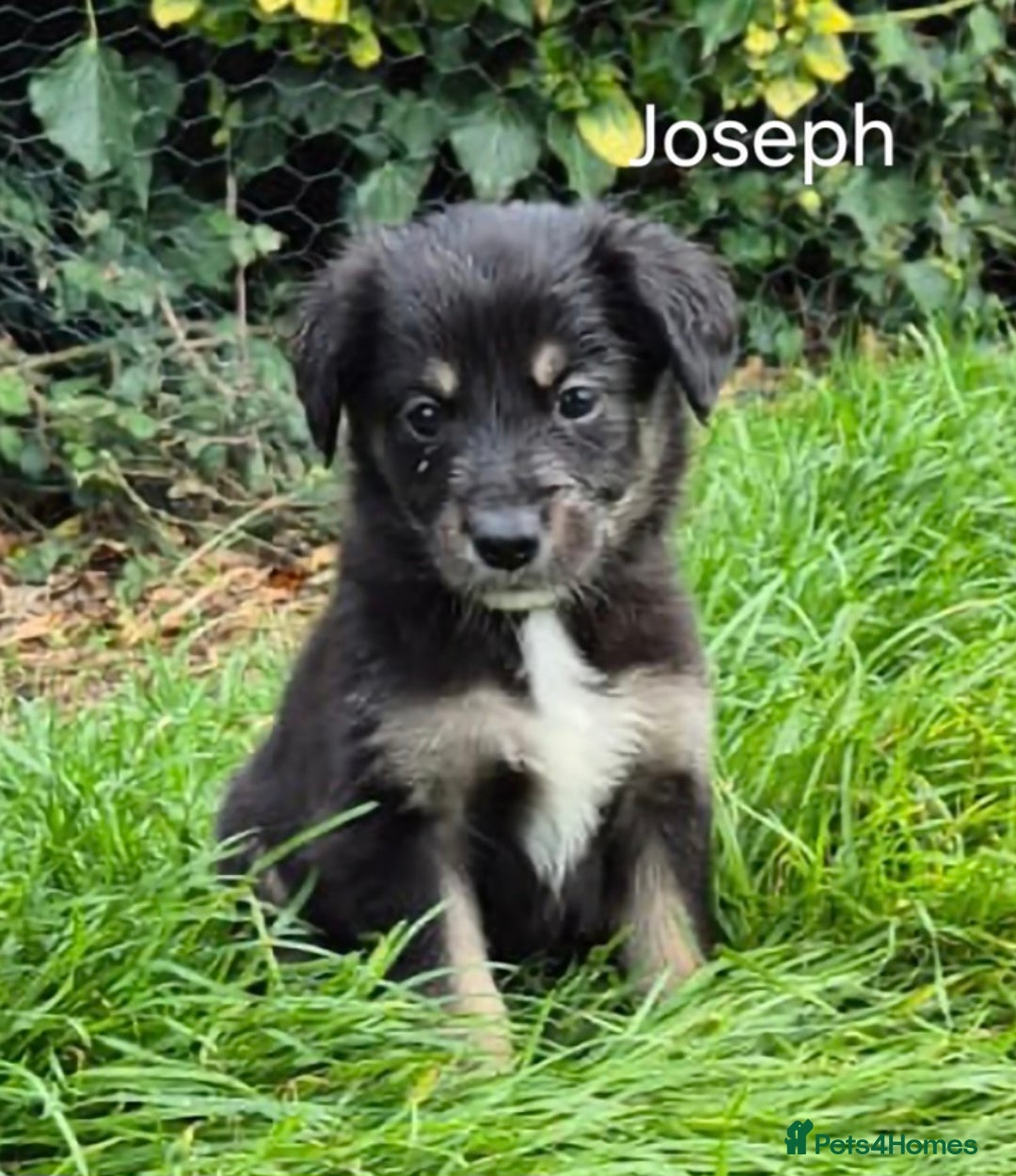 Mixed Breed dogs for sale: Golden Retrievers X Red & White Boarder Collie - Image 4