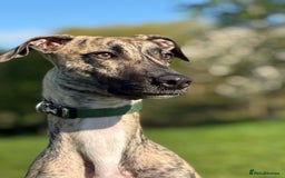 Mixed Breed dogs for sale: Suki. - Image 2
