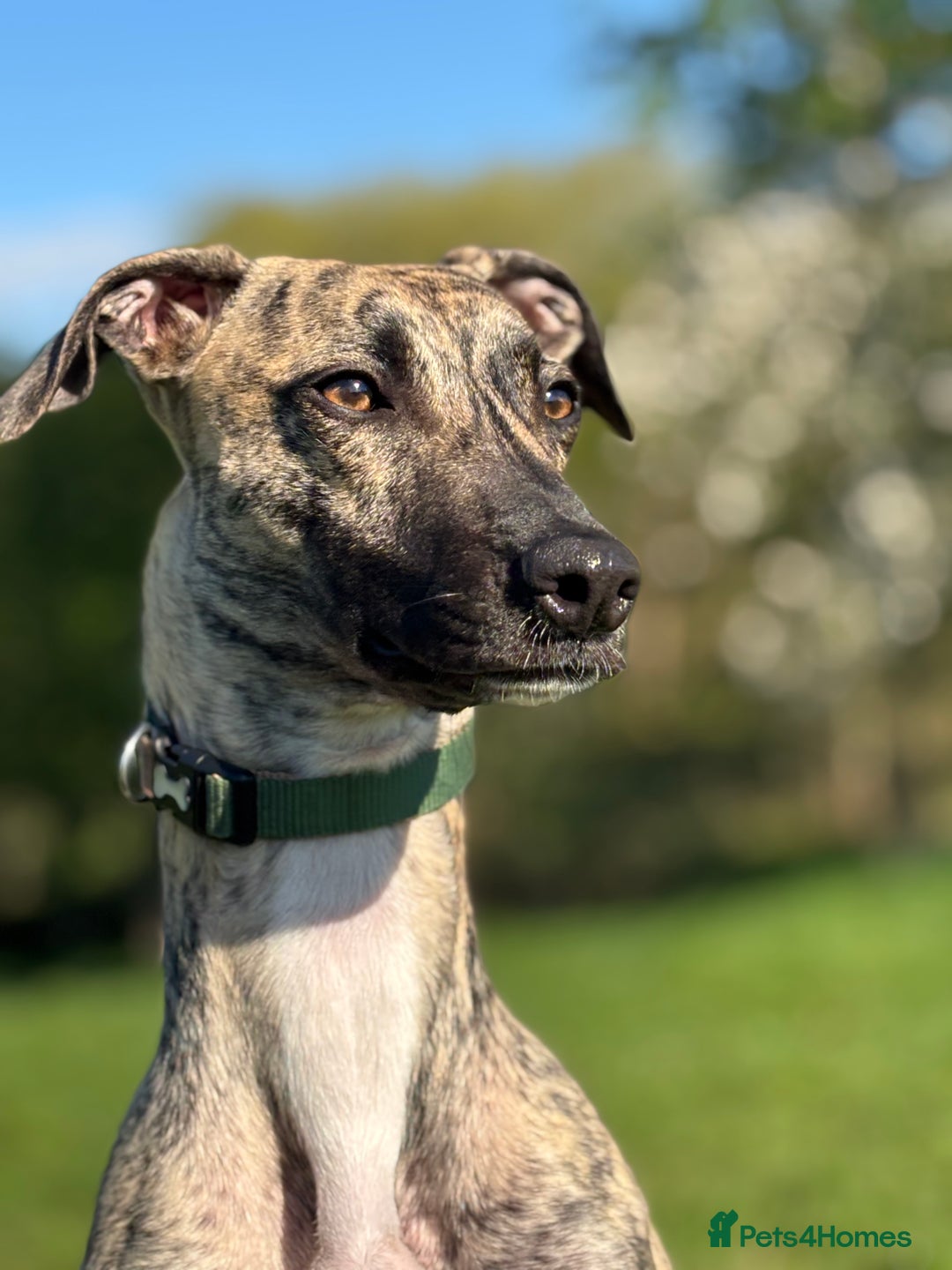 Mixed Breed dogs for sale: Suki. - Image 2