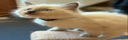 Ragdoll cats for sale: 🐾 Ragdoll Kittens 🐾 - Advert 15